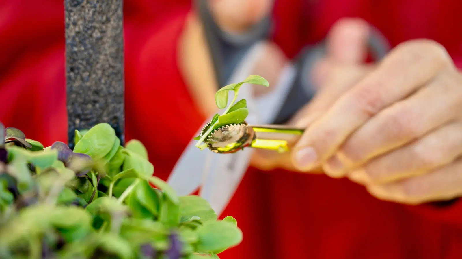 A close-up of a person's hands using scissors to harvest fresh green microgreens, with a pair of small gold tongs holding a freshly cut sprout against a blurred background of a bright red garment.